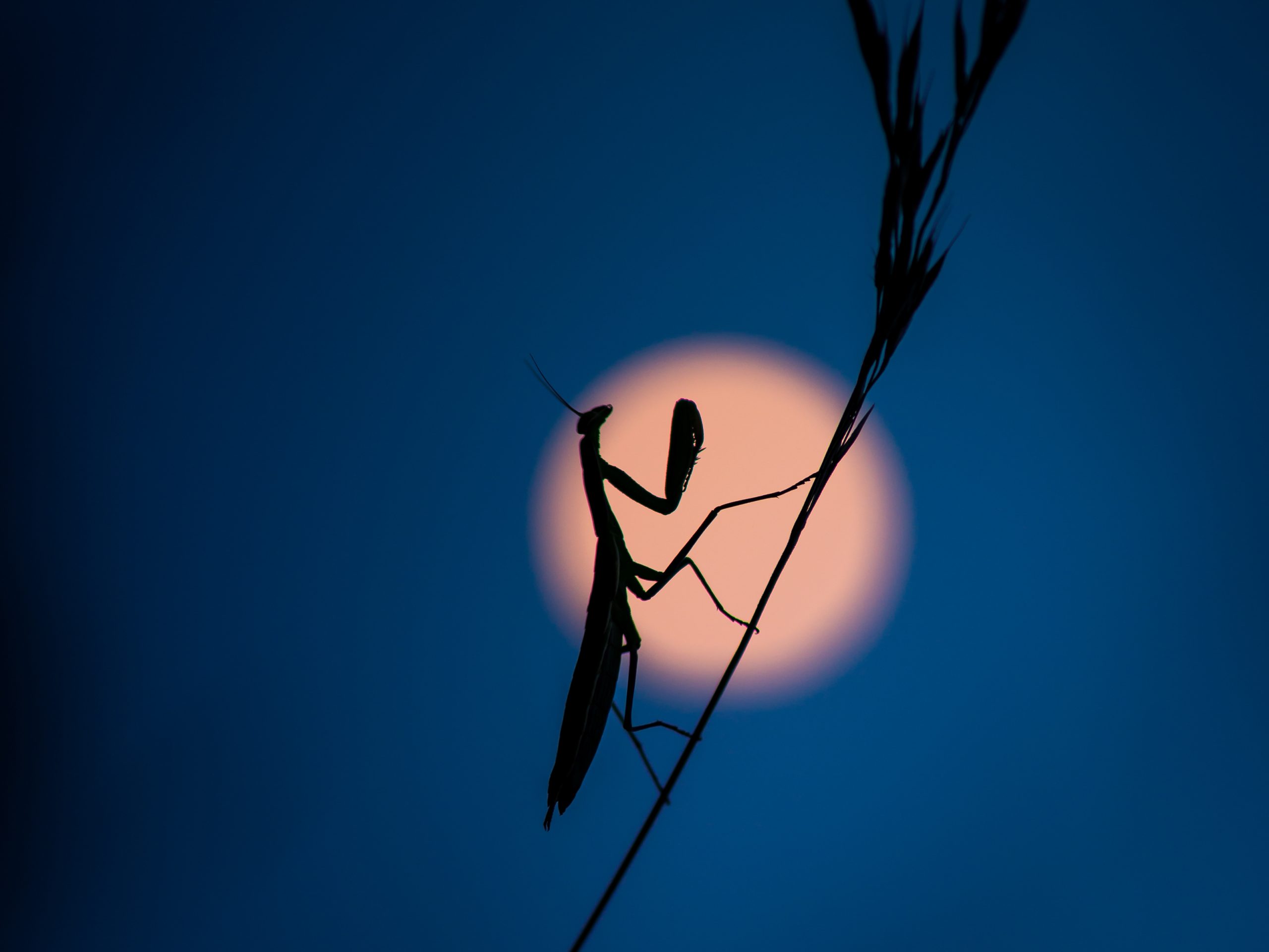 Rosenwiller - ©AnneGerlinger