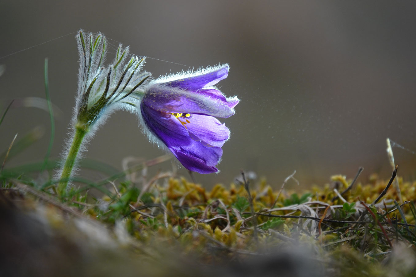 Orchidée sauvage à Rosenwiller