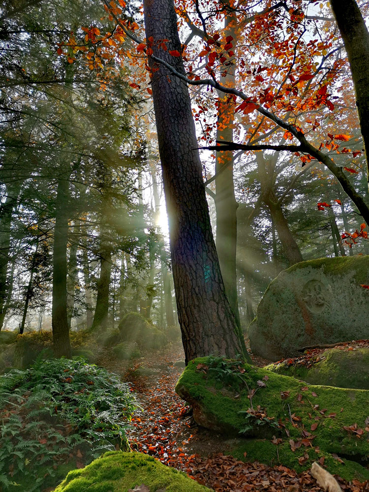 Forêt enchantée à Mollkirch