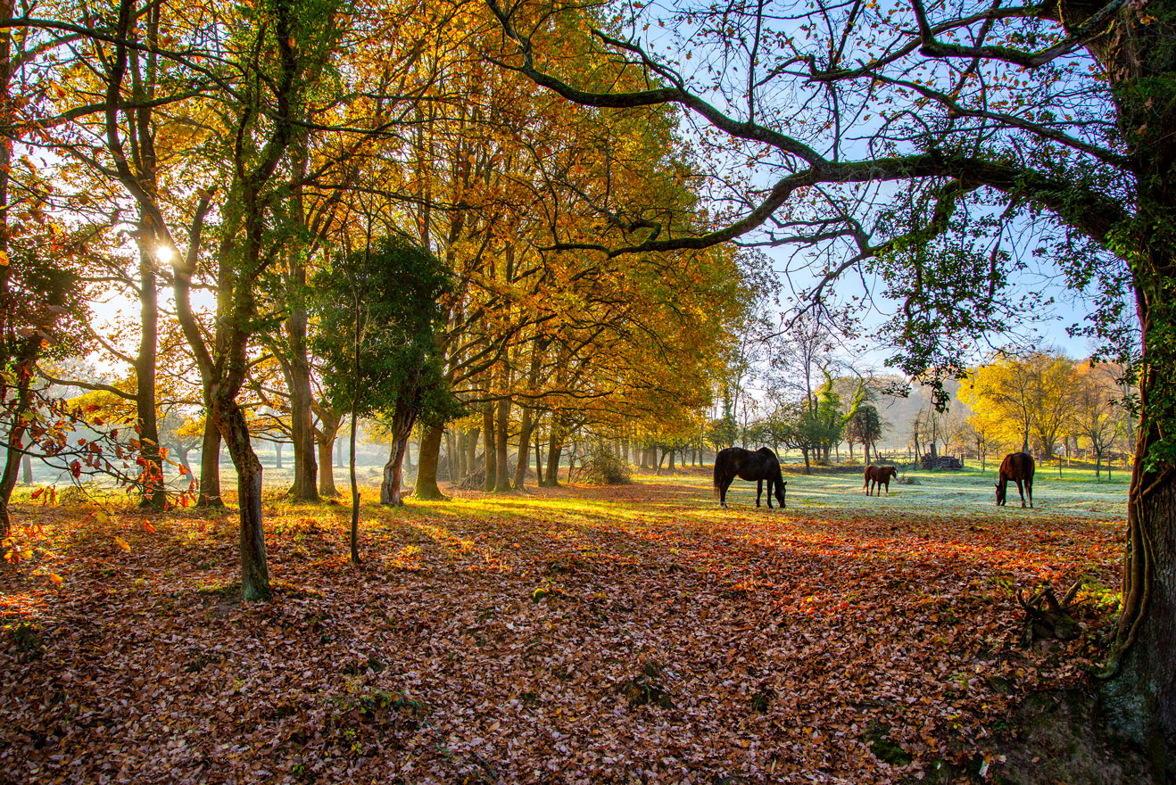 Cheval dans un parc automnale