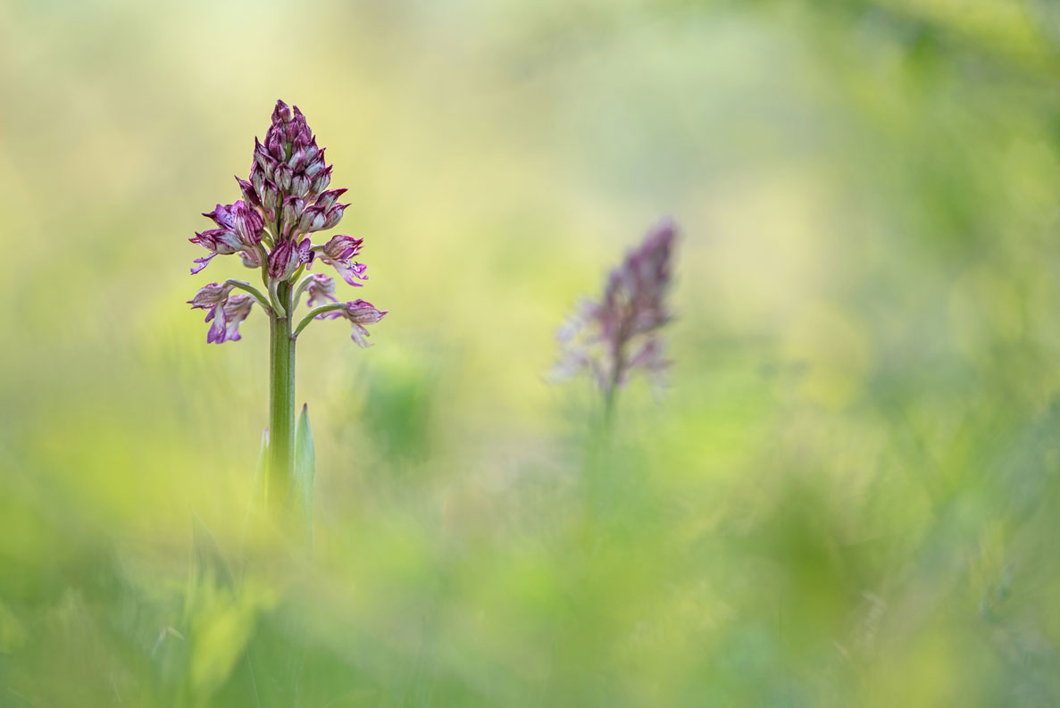 Orchidées à Rosenwiller