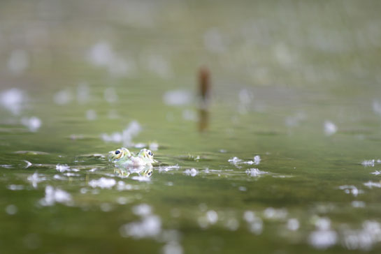 La grenouille au belvédère de la Voie Verte Portes Bonheur