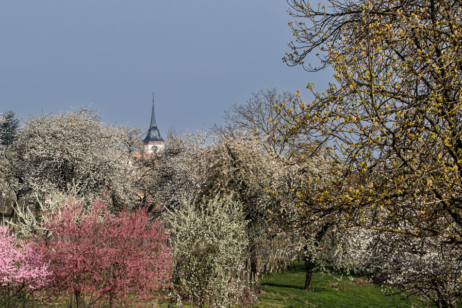 Bischoffsheim en fleurs