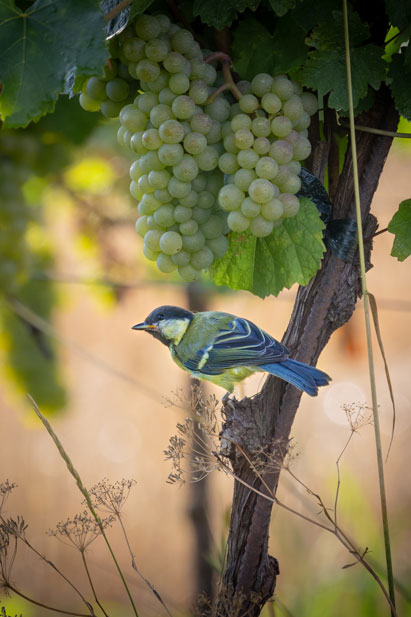 L'oiseau et la vigne à Rosheim