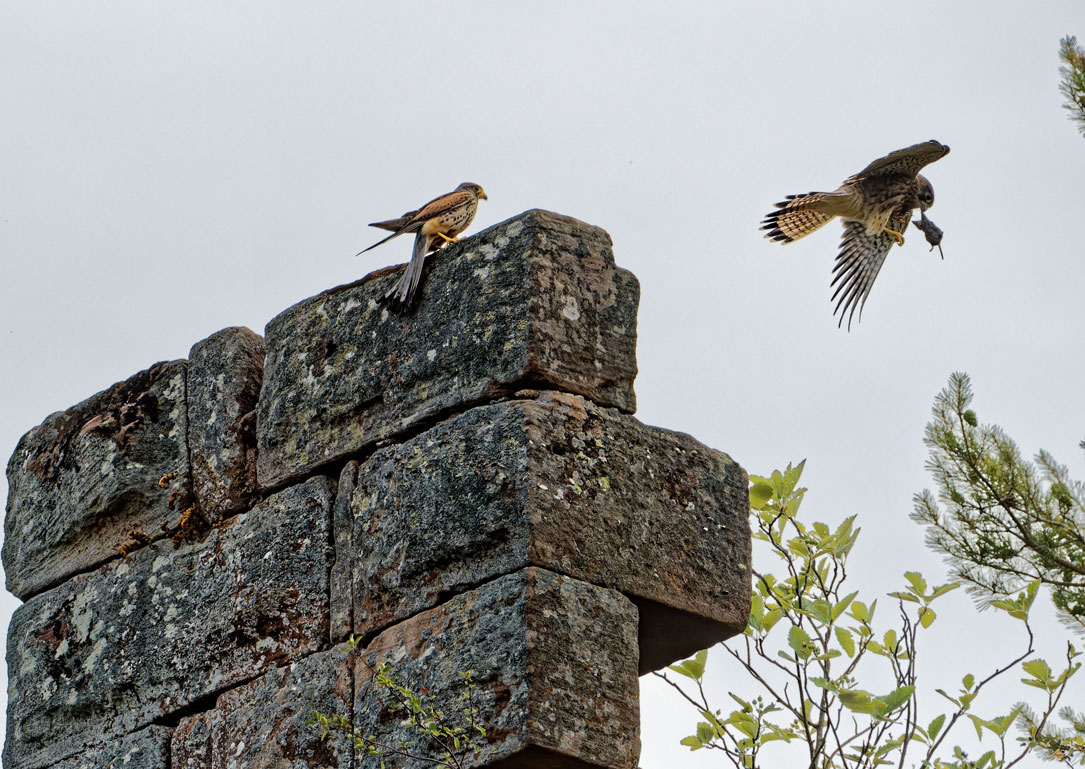 Faucons crécerelles en pleine activité de chasse