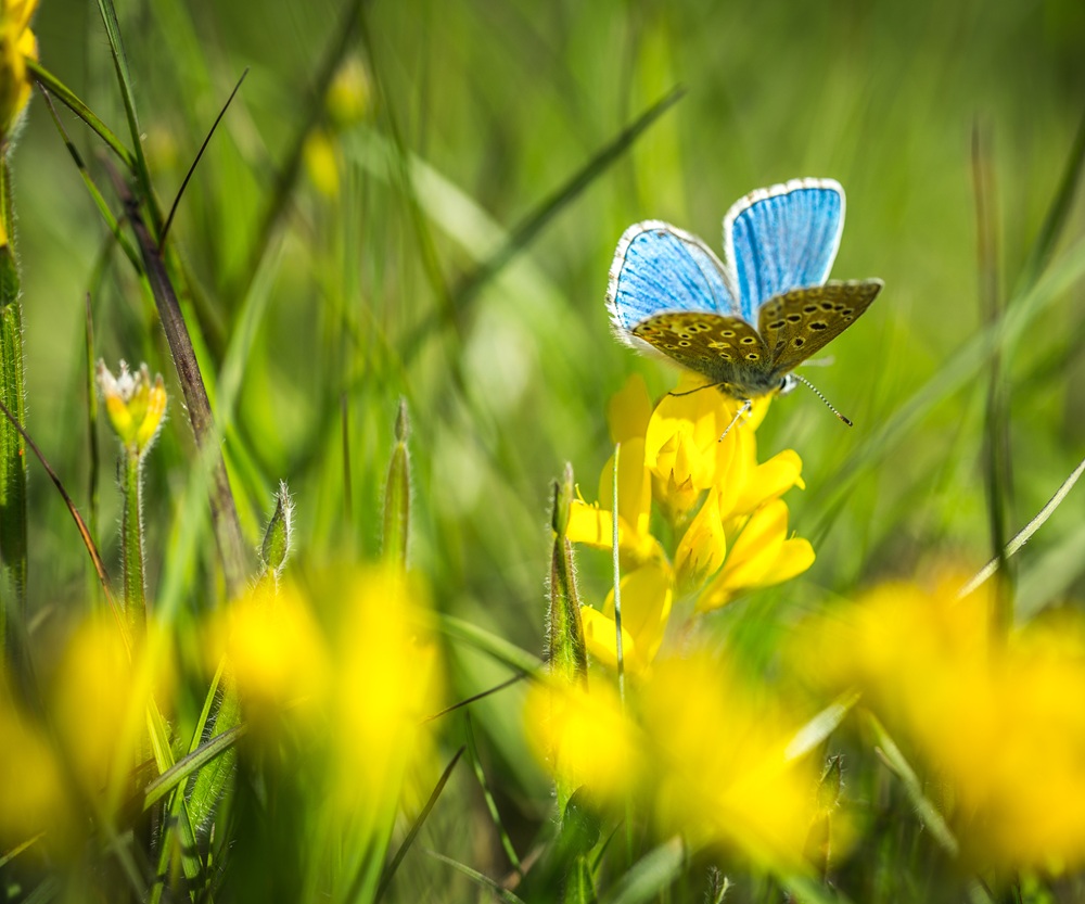 Papillon fleurs ©AlainDiebold