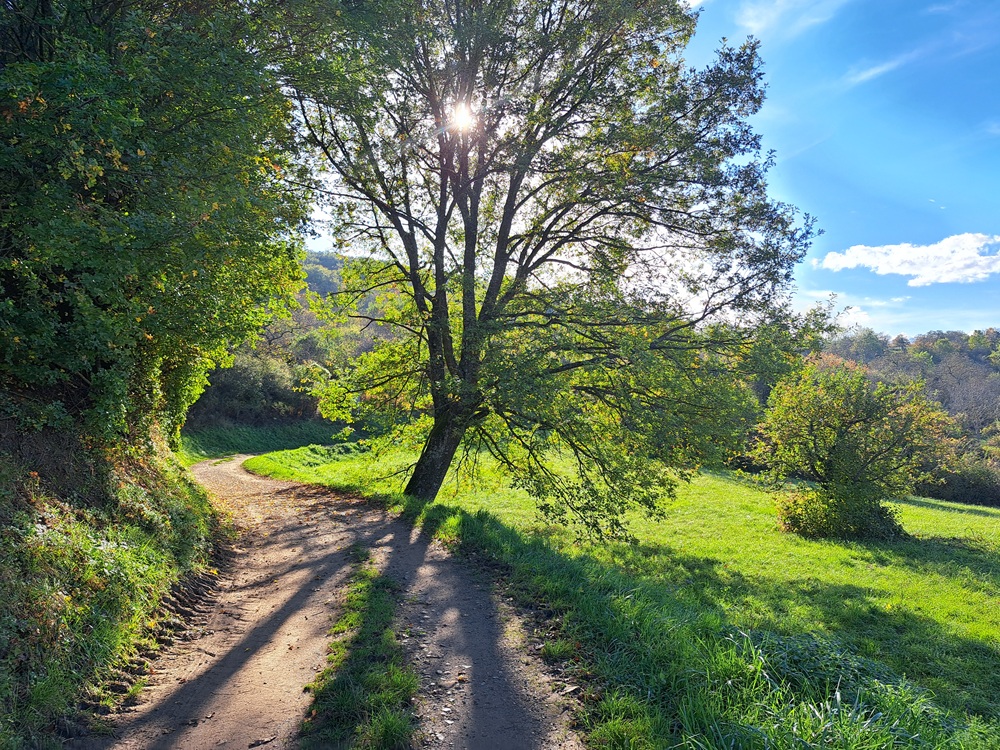 Chemin à Rosheim ©SylvainGraeff