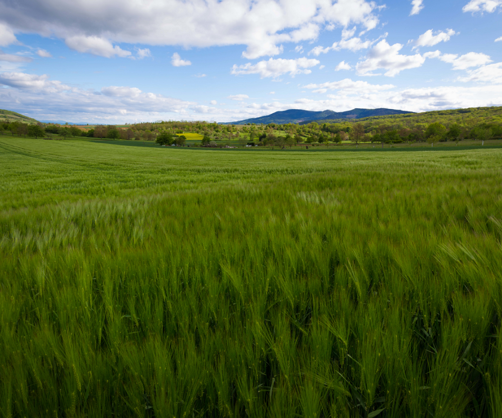Près - Rosheim ©AlainDiebold