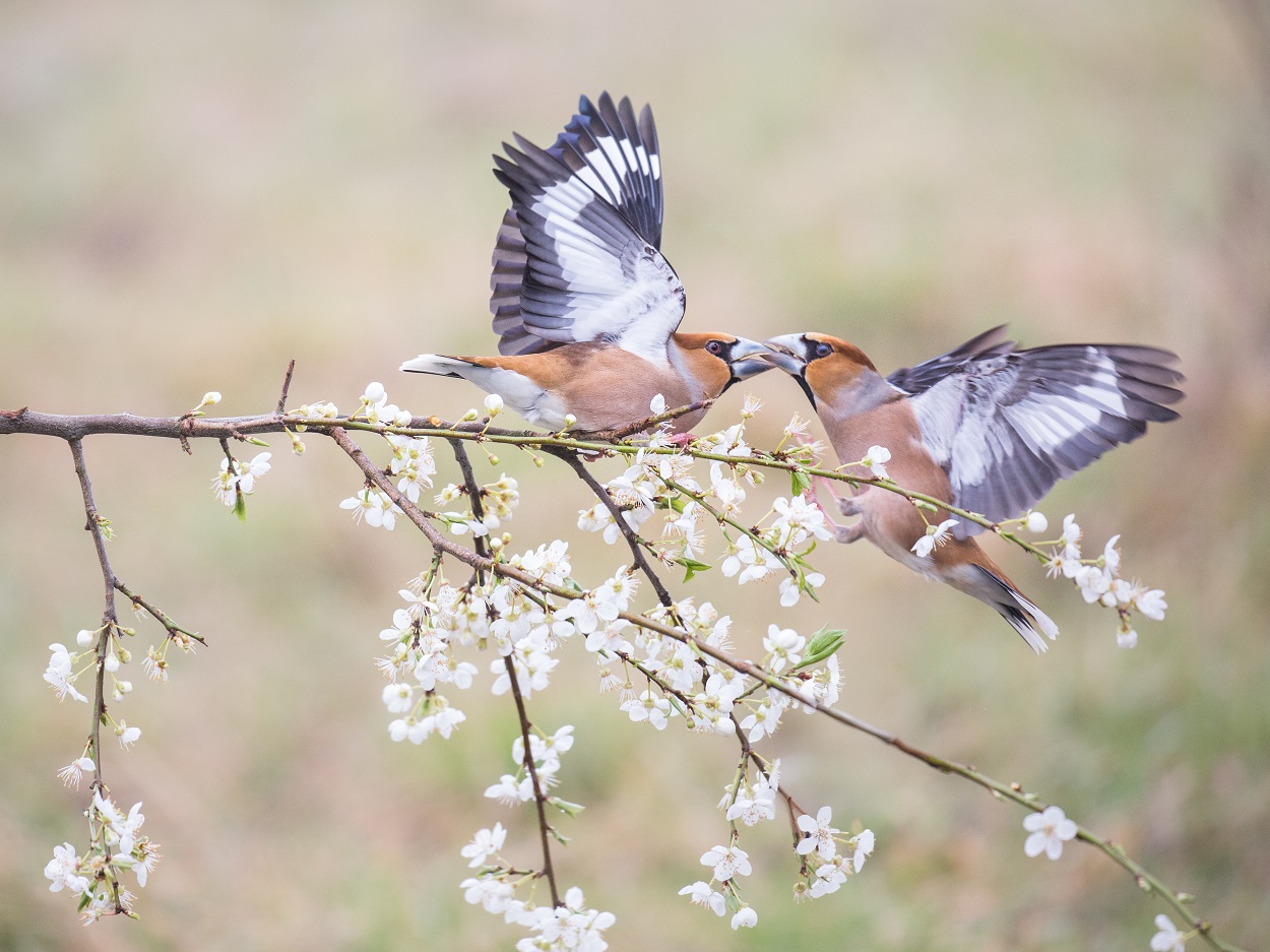 Oiseaux - Rosenwiller ©AnneGerlinger