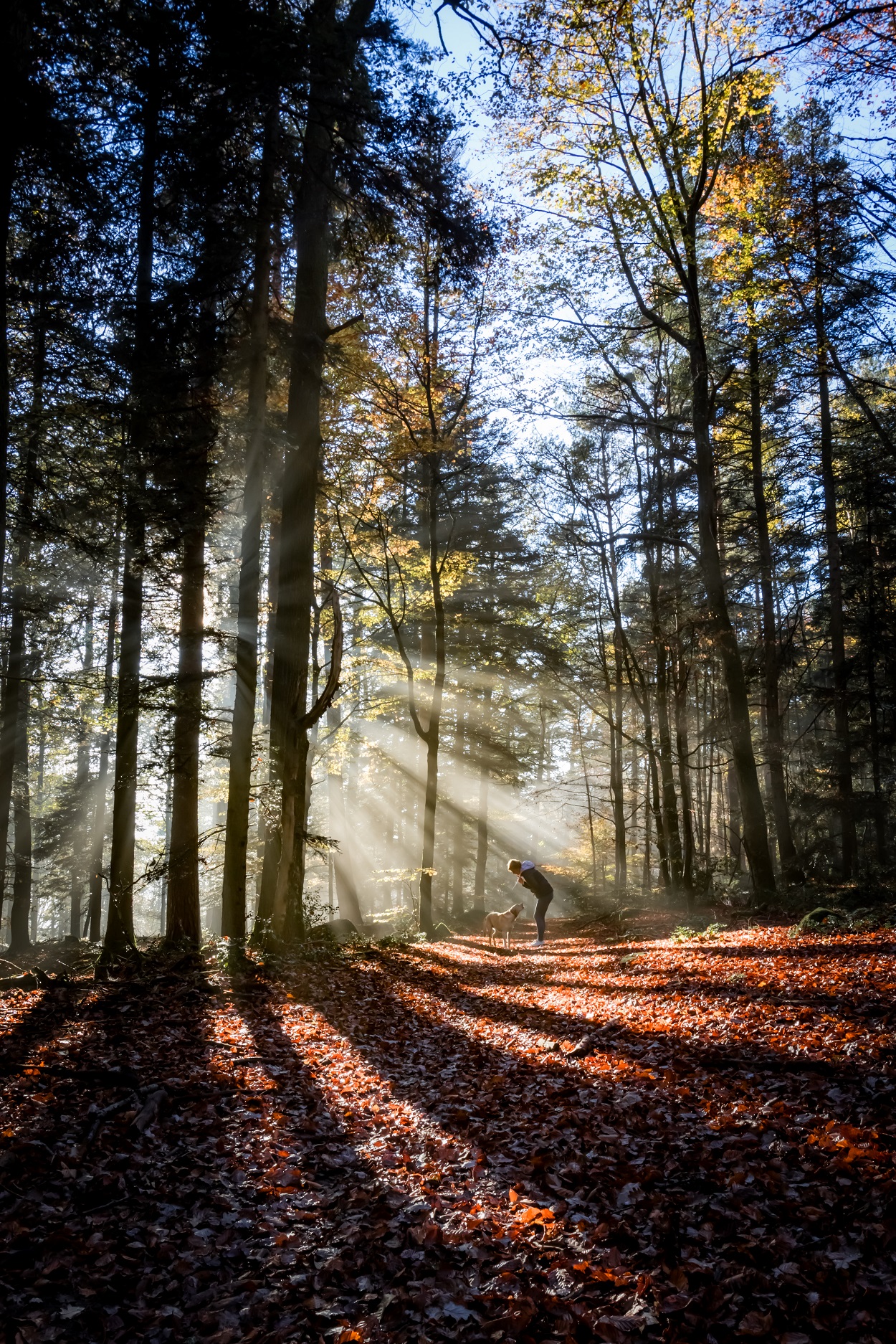 Saint-Nabor - Forêt - ©AlainDietrich