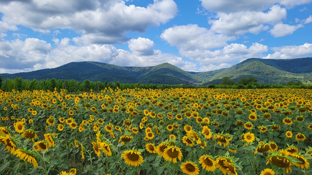 Champ de tournesols Ottrott ©GérardFaehn