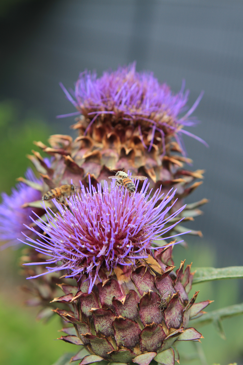 Abeilles fleurs - ©PhilippePoulain