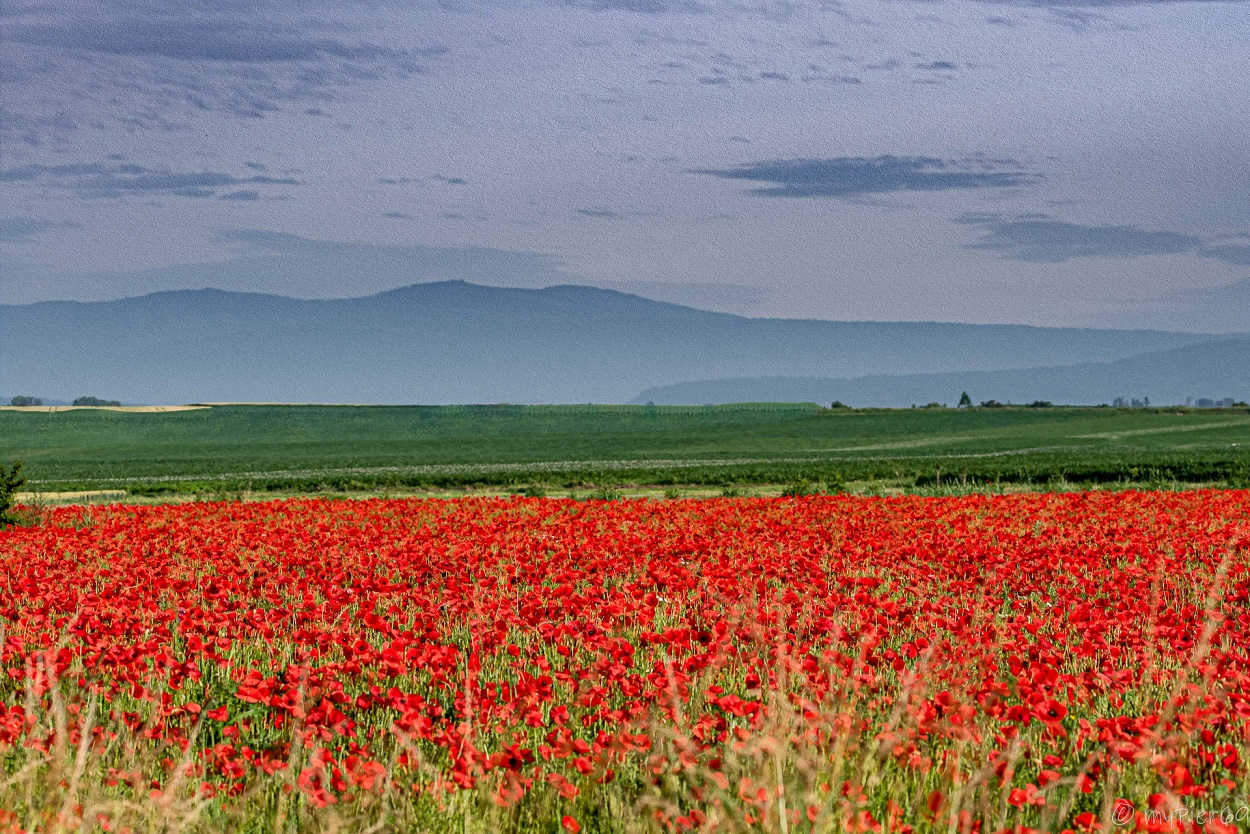 Champs de coquelicots - Bischoffsheim - ©RémyPierre